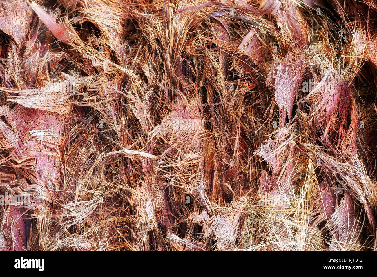 Close up young palm tree trunk fiber abstract background Stock Photo