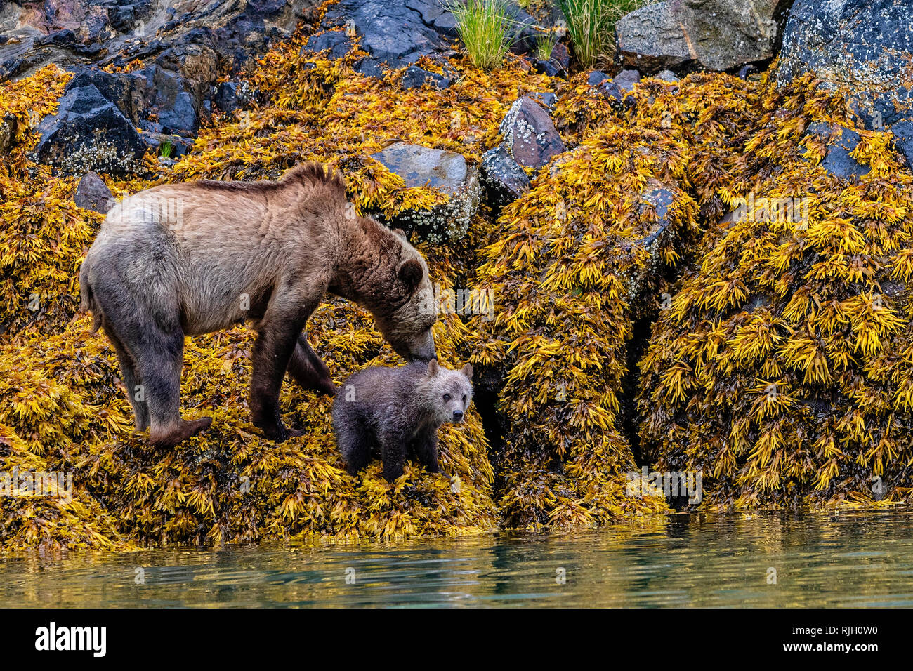 Grizzly bear Mom and her cub feeding on seaweed during low tide along the Great Bear Rainforest shoreline, First Nations Territory, British Columbia,  Stock Photo