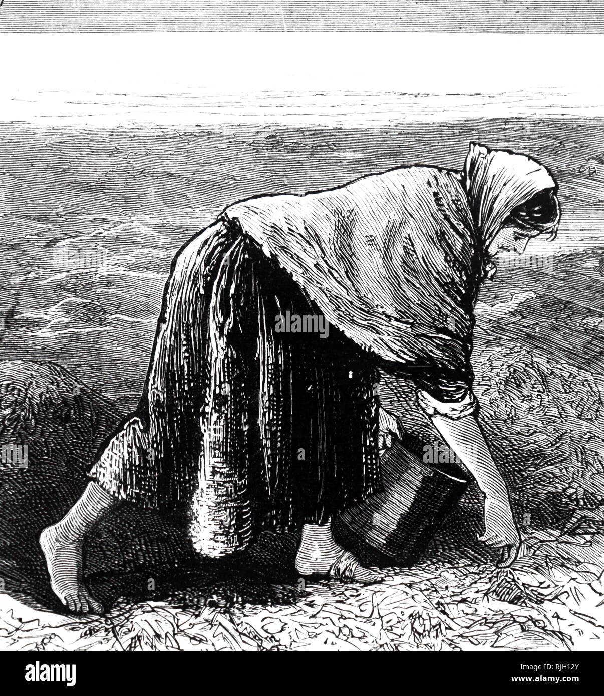 An engraving commenting on famine in Ireland- a woman collects seaweed for food on the west coast. Dated 19th century Stock Photo