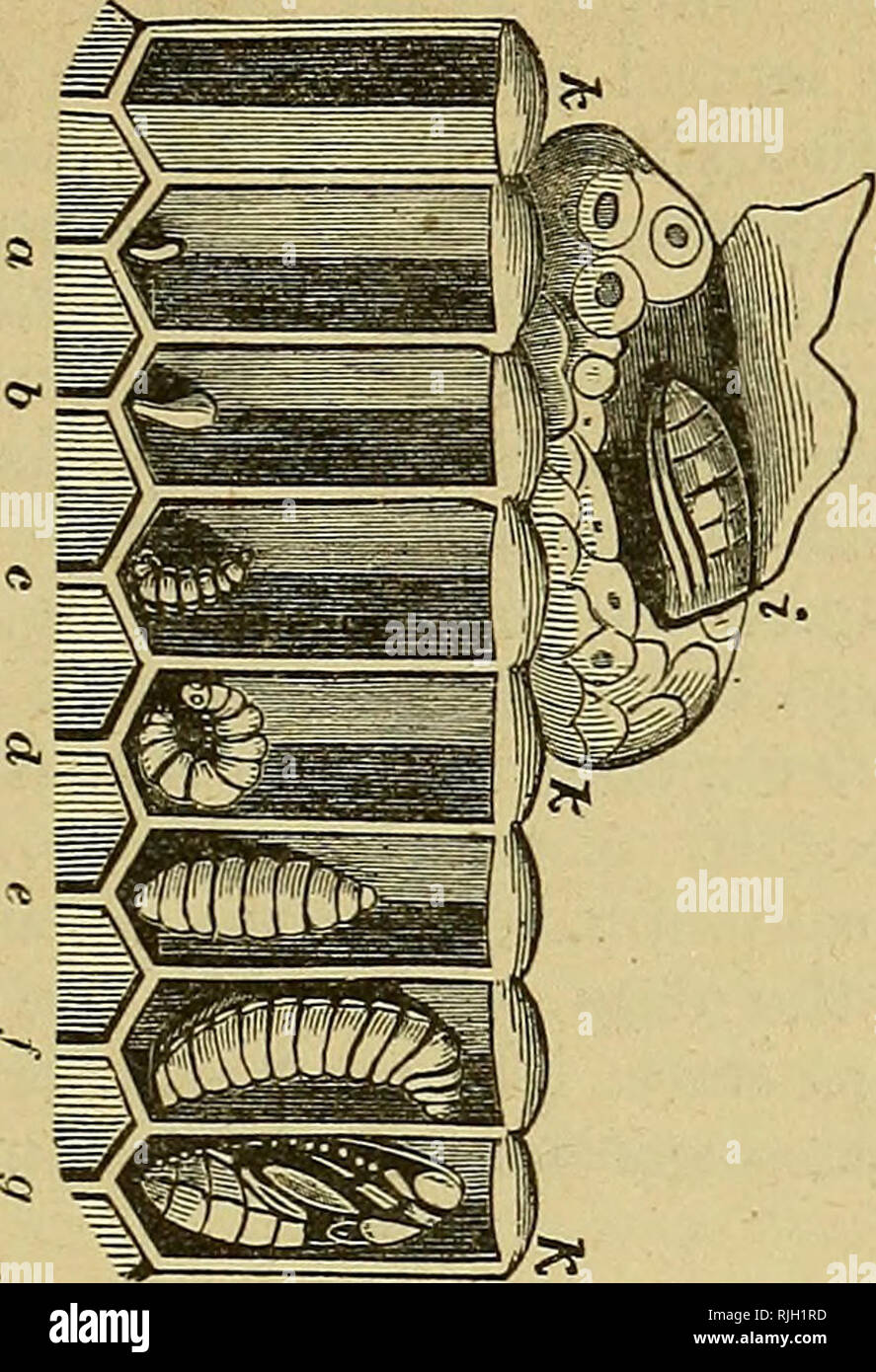 images Chievous Meaning https www alamy com the bee keepers guide or manual of the apiary bees development of tlie bee fig 29 93 development of the bee excessive development which as we have seen is most mis chievous and ruinous and work to prevent the same by a mean and meager diet the food is composed of pollen and honey certainly of pollen for as i have repeatedly proved without pollen no brood will be reared probably some honey is incorporated as sugar is an essential in the nutrition of all animals and we could hardly account for the excessive amount of honey consumed while breeding by the extra amount co image235173217 html