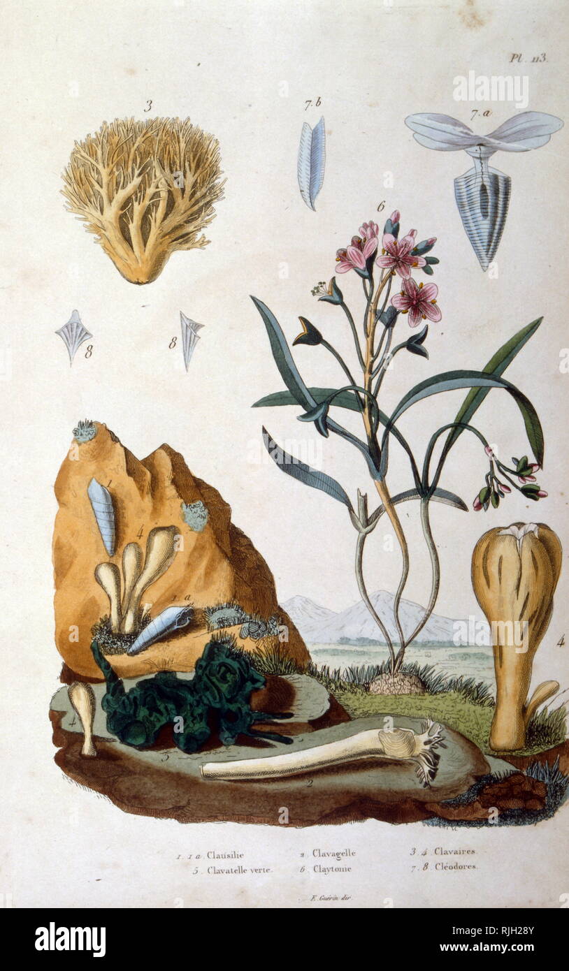 Illustration of botanical species, from Dictionnaire pittoresque d'histoire naturelle et des phenomenes de la nature by Felix-Edouard Guerin, 1799-1874 Stock Photo