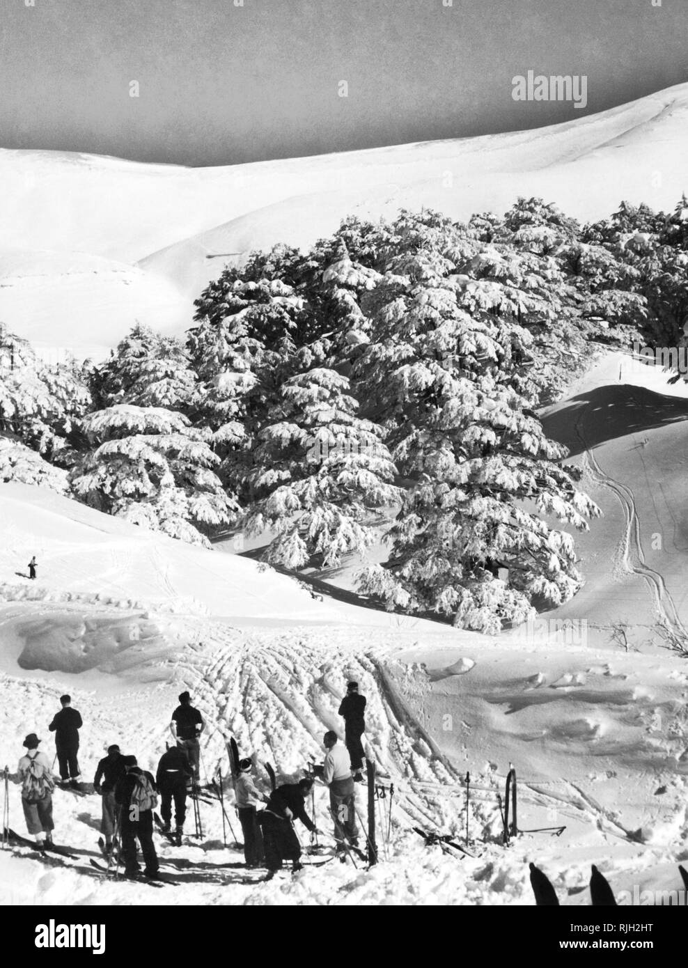 The cedars of god lebanon Black and White Stock Photos & Images - Alamy