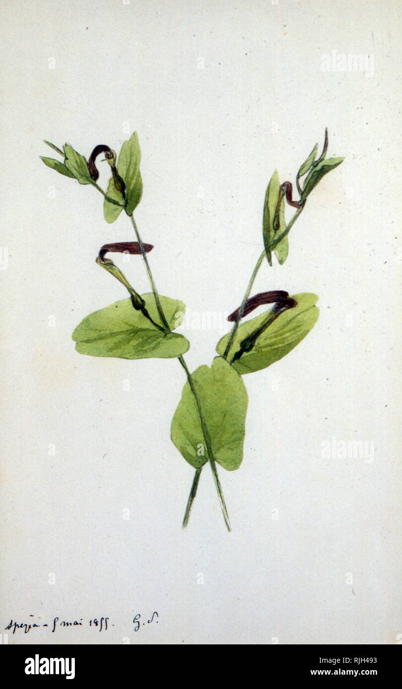 Aristolochia a large plant genus of the family Aristolochiaceae. Watercolour by  Amantine Dupin (1804 – 1876), known by her nom de plume George Sand; French novelist and memoirist. Stock Photo