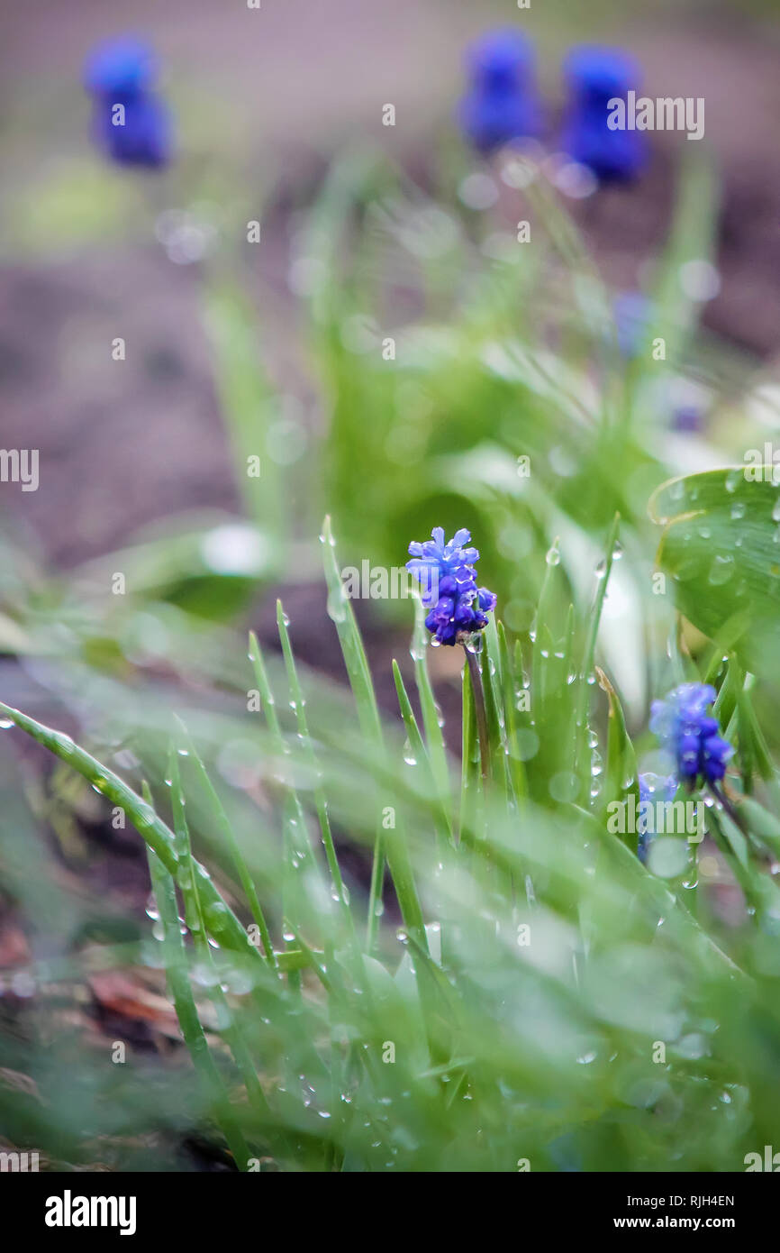 blooming Muscari flowers selective focus nature fliwers Stock blooming Muscari flowers selective focus nature fliwers Stock