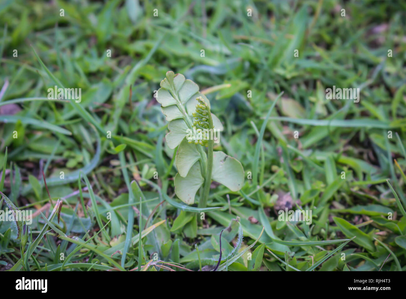 Single moonwort / Botrychium lunaria on the Ostrovica mountain in Albania Stock Photo
