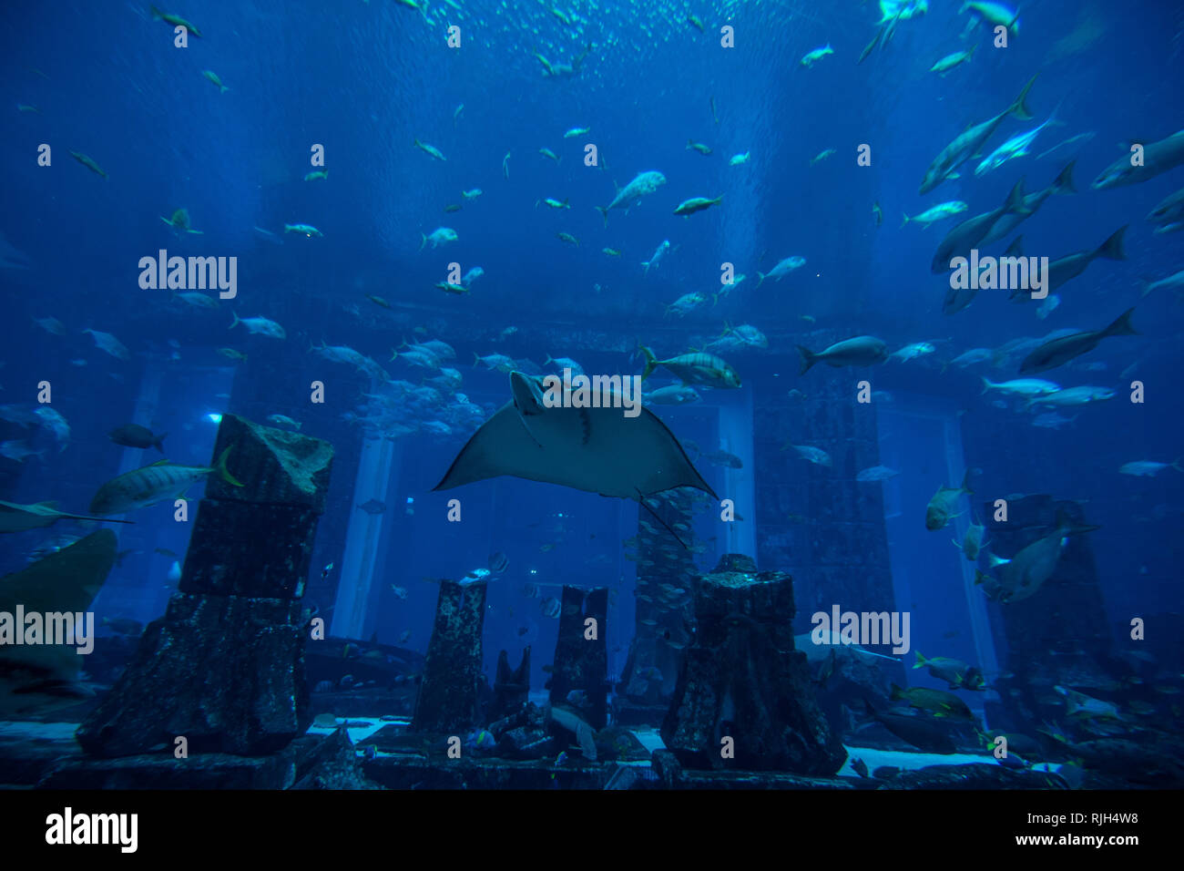 Photo of a tropical fish on a coral reef in an aquarium Stock Photo - Alamy