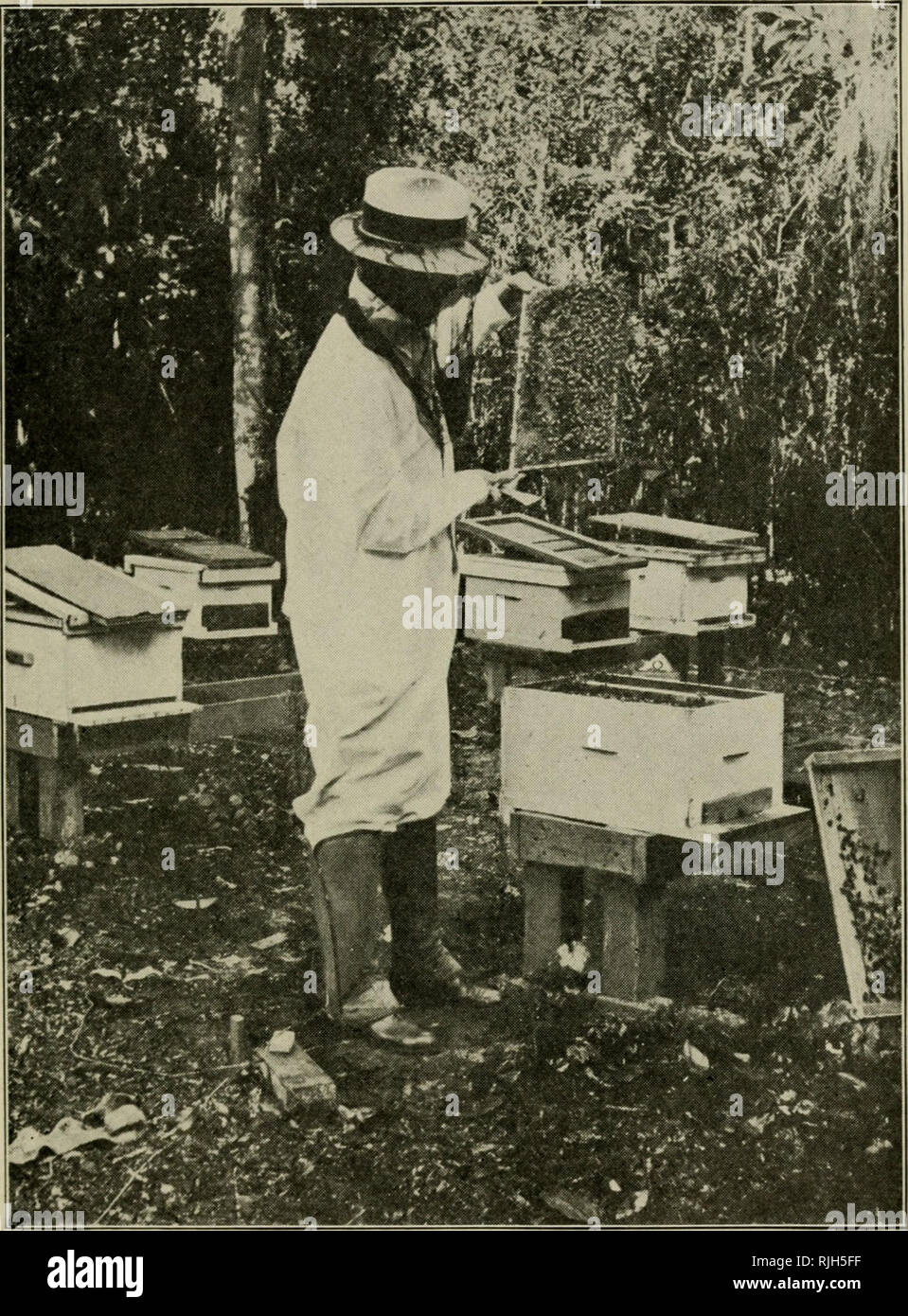 . Beekeeping in the South; a handbook on seasons, methods and honey flora of the fifteen southern states. Bees. KEEKEEPIXG IN THE SOUTH ')9. Fig. 48. Suit worn by a Florida Inspector.. Please note that these images are extracted from scanned page images that may have been digitally enhanced for readability - coloration and appearance of these illustrations may not perfectly resemble the original work.. Hawkins, K. (Kennith). Hamilton, Ill. , American Bee Journal Stock Photo