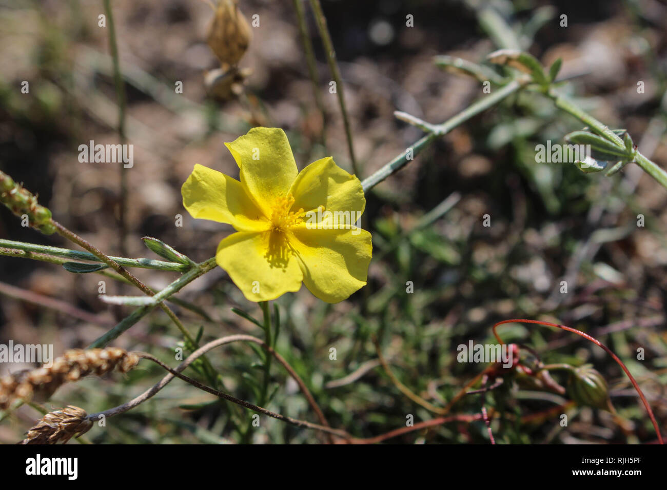 Single yellow flower of wild plant species Fumana ericoides in Macedonia near Pletvar Stock Photo