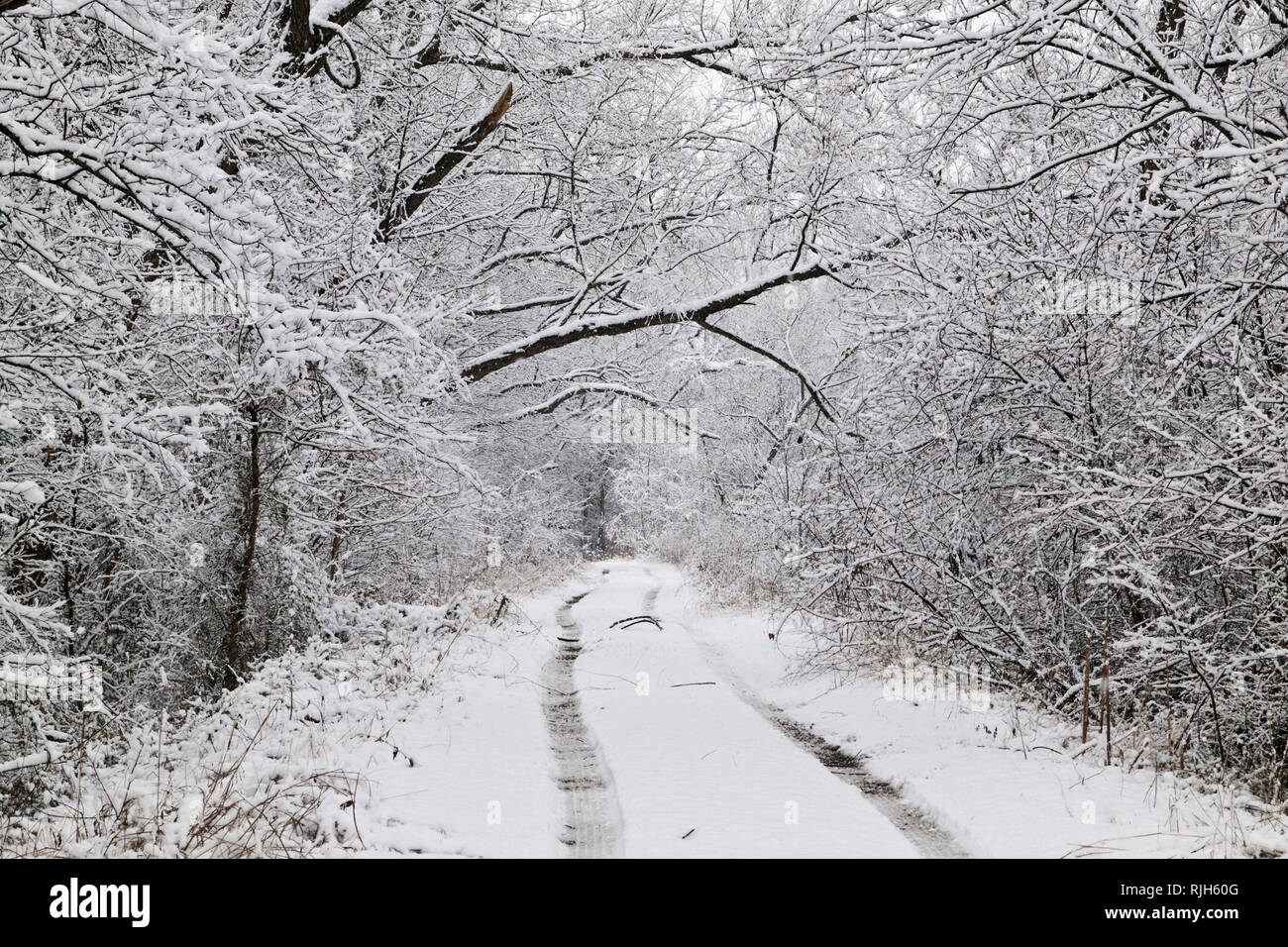 Snow Covered Tracks Through the Woods Stock Photo - Alamy