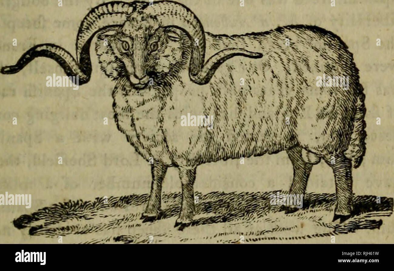 . Bee, or Literary Weekly Intelligencer. THE BEE, LITERARY WEEKLY INrELLIGENCER, WZDNESDAY, AuGOST 29. I79S.. SPANISH RAM. Spain has, for about an hundred years past, supplied Britain, and the greatest part of Europe, with line cloathing wool, without so much as an attempt hav- ing been made, in that time, to regain this once staple commodity of this island. Of late, by the patriotic exertions of Sir John Sinclair, a society has been es- tablifhed for endeavouring to regain the commerce of fine cloathing wool to Britain, And their exer- VOL. x. ^&lt;i„ t. Please note that these images are extr Stock Photo
