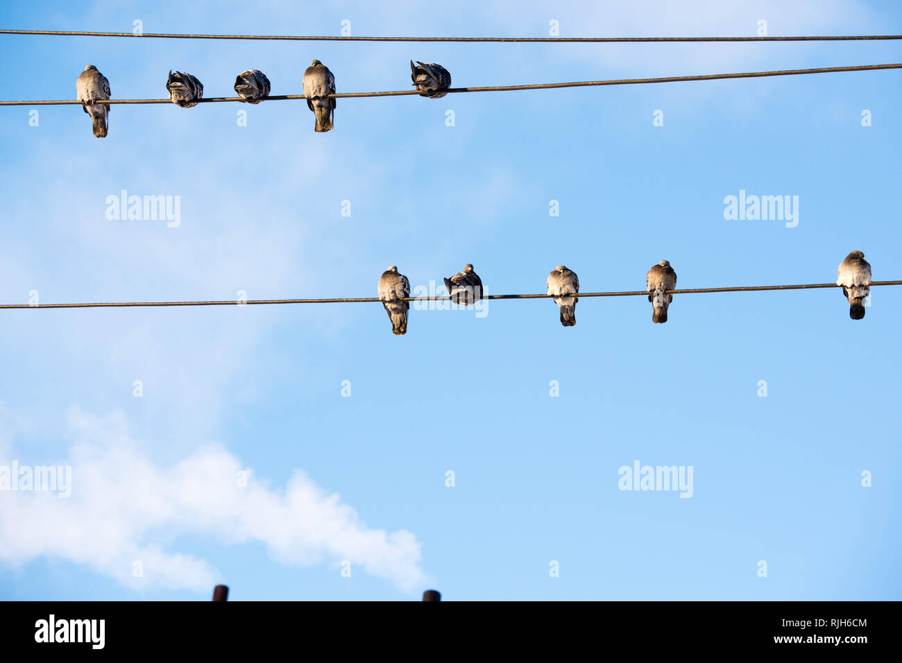 Birds Sitting On Power Lines High Resolution Stock Photography and