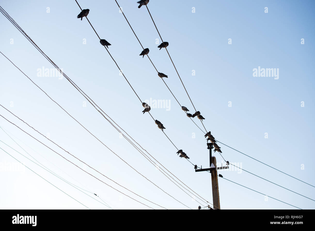 Pigeons are sitting on wires. Birds sitting on power lines over clear