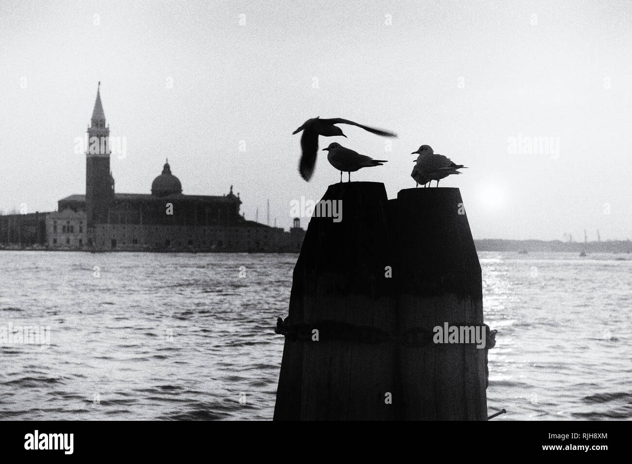 Blick von der überfluteten Riva degli Schiavoni über den Canale di San Marco auf die Chiesa di San Giorgio Maggiore e Chiostri. Daneben der Campanile  Stock Photo