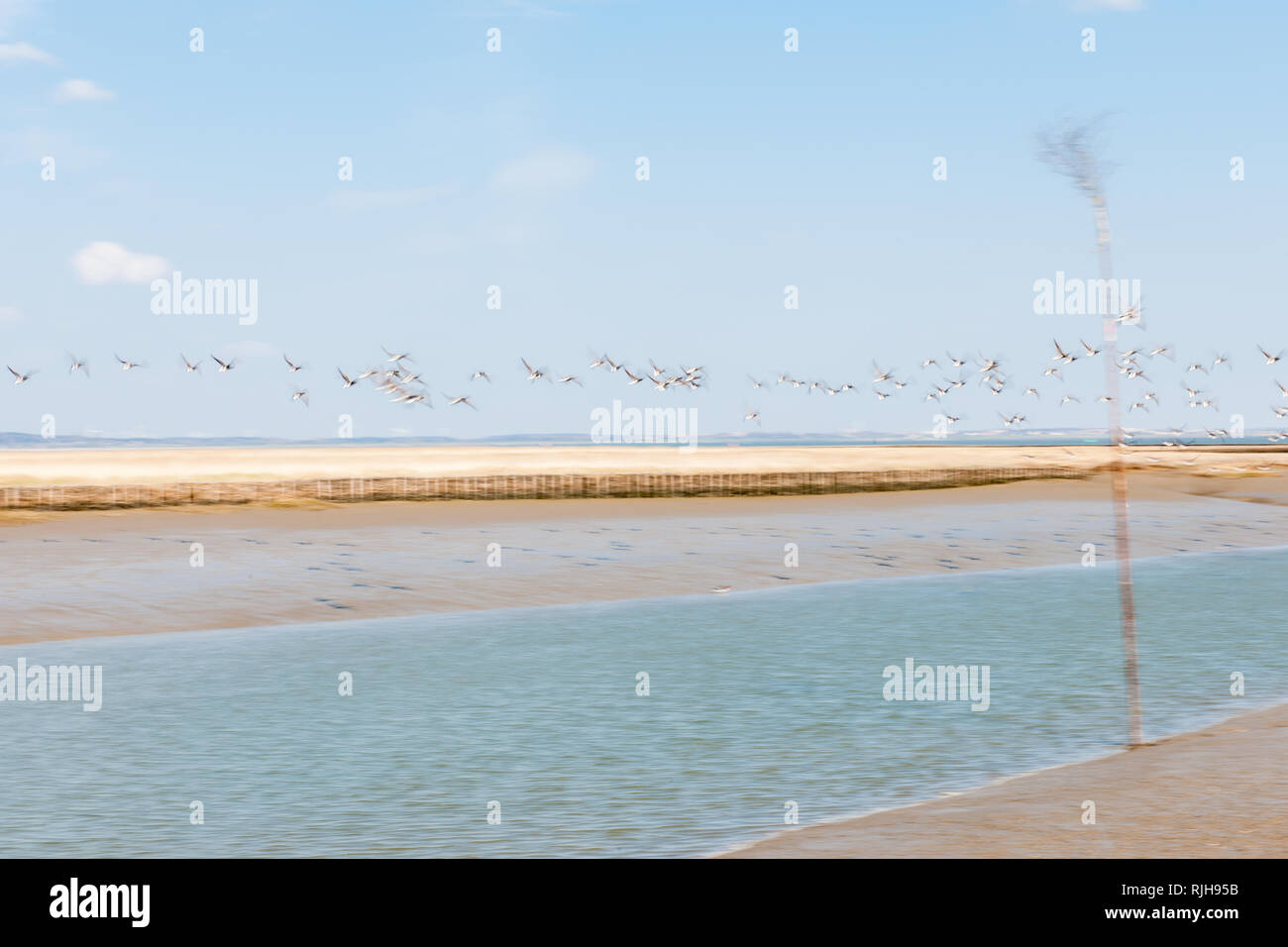 Sea gulls flying at the habor of Nordstrand in the winter season, Nordfriesland, Schleswig-Holstein, Germany, Europe Stock Photo