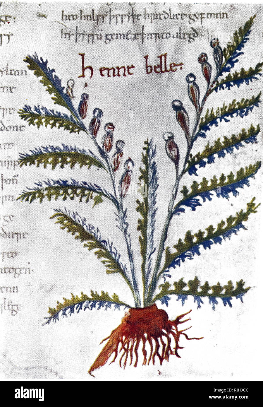 A manuscript depicting a sample of Hyoscyamus niger, a poisonous plant in the family Solanaceae. Dated 12th century Stock Photo