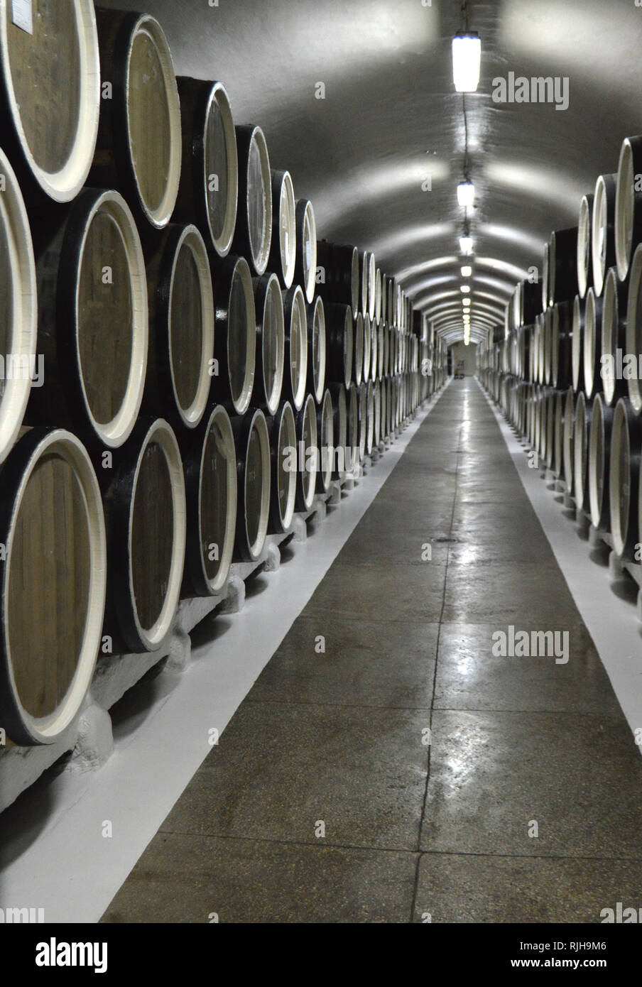 Oak barrels lie in rows in the wine cellar, storage and aging of wine