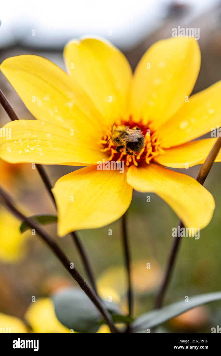 Honey Bee Pollinating Blooming Yellow flower - Declining Population Stock Photo