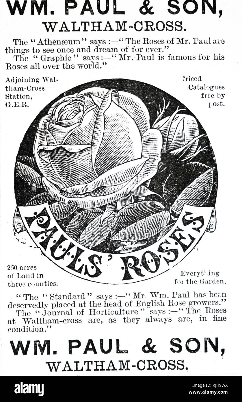 An advertisement for Paul's Roses, Waltham Cross, Hertfordshire. Dated 19th century Stock Photo