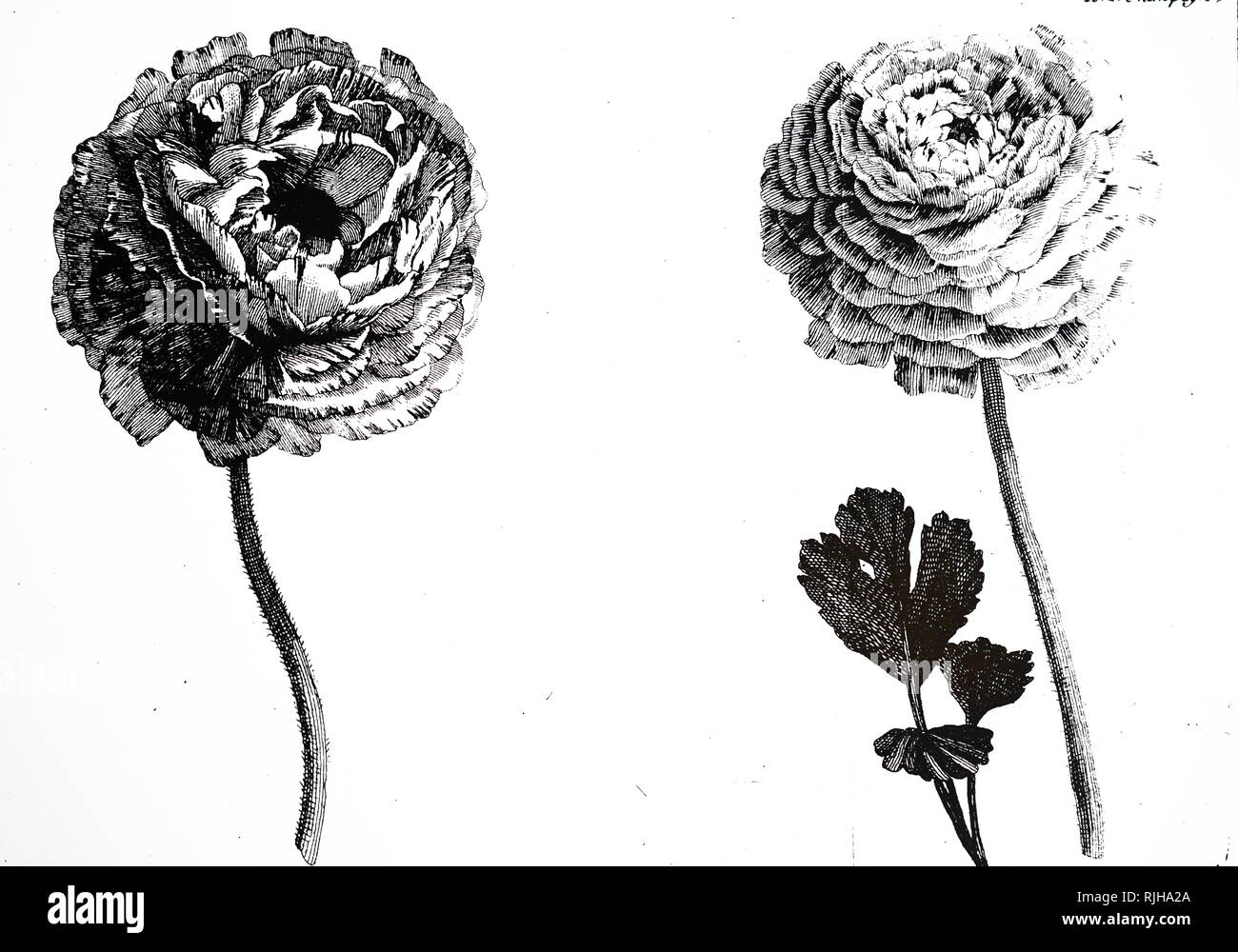 Ranunculus illustration hires stock photography and images Alamy
