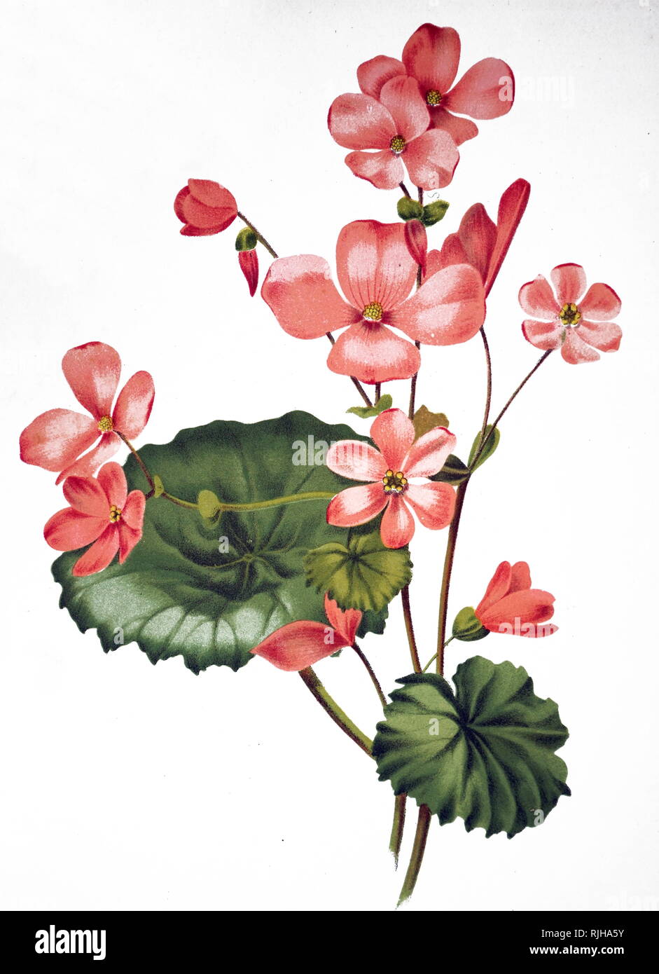 An engraving depicting a Begonia socotrana, a species of plant in the Begoniaceae family. Dated 19th century Stock Photo