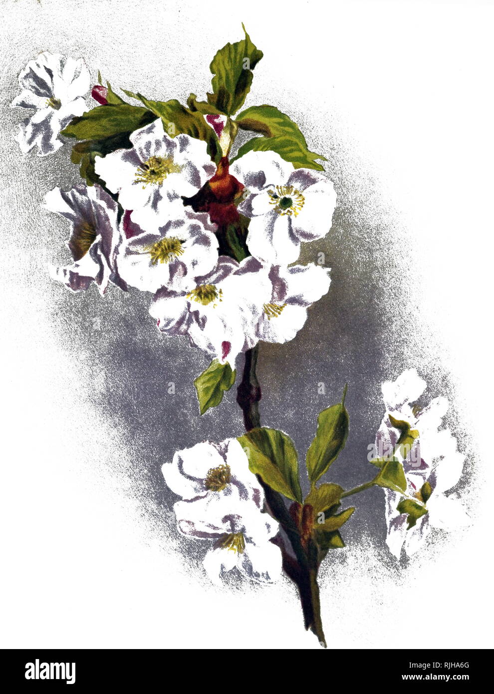 An engraving depicting prunus pseudocerasus, a species of cherry native to China. Dated 19th century Stock Photo