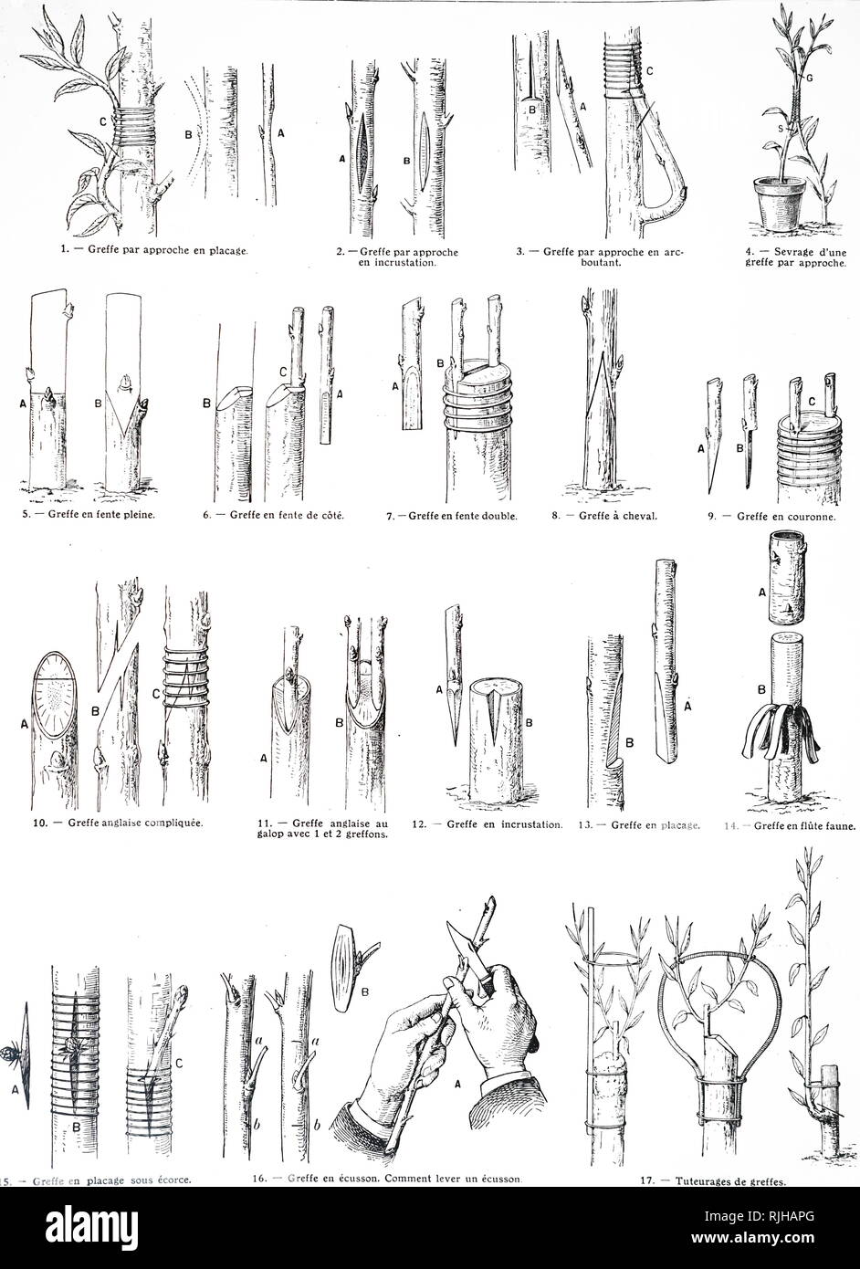 An engraving depicting various methods of grafting, including inarching (top) and budding (bottom). Dated 20th century Stock Photo