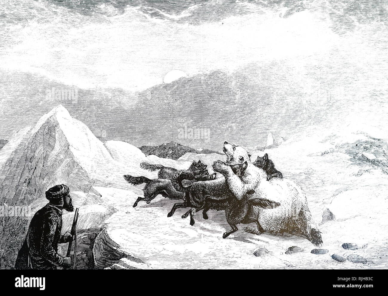 An engraving depicting a polar bear under attack by a pack of Canadian Eskimo Dogs. Dated 19th century Stock Photo