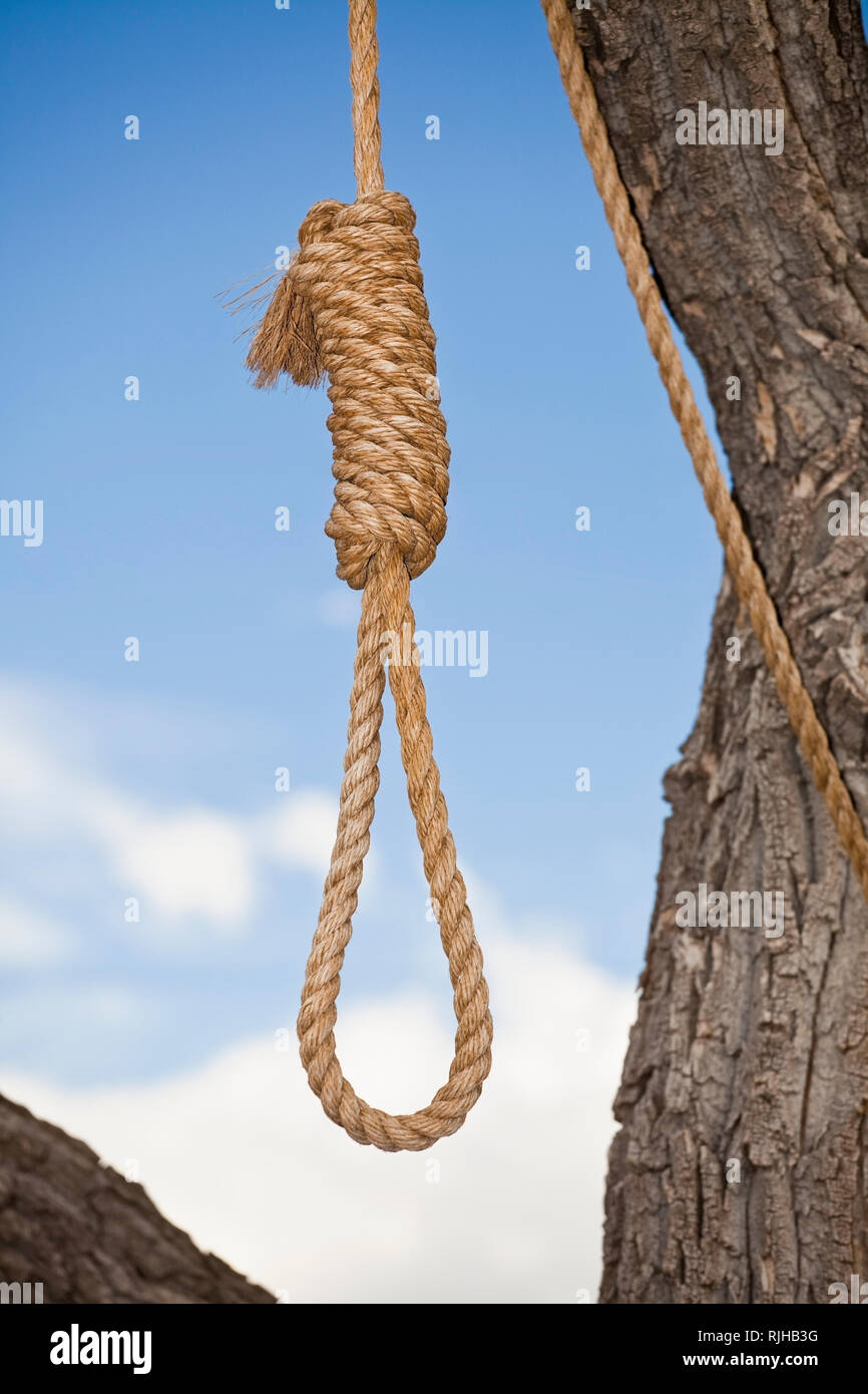 Hangman's Noose in a Tree Stock Photo