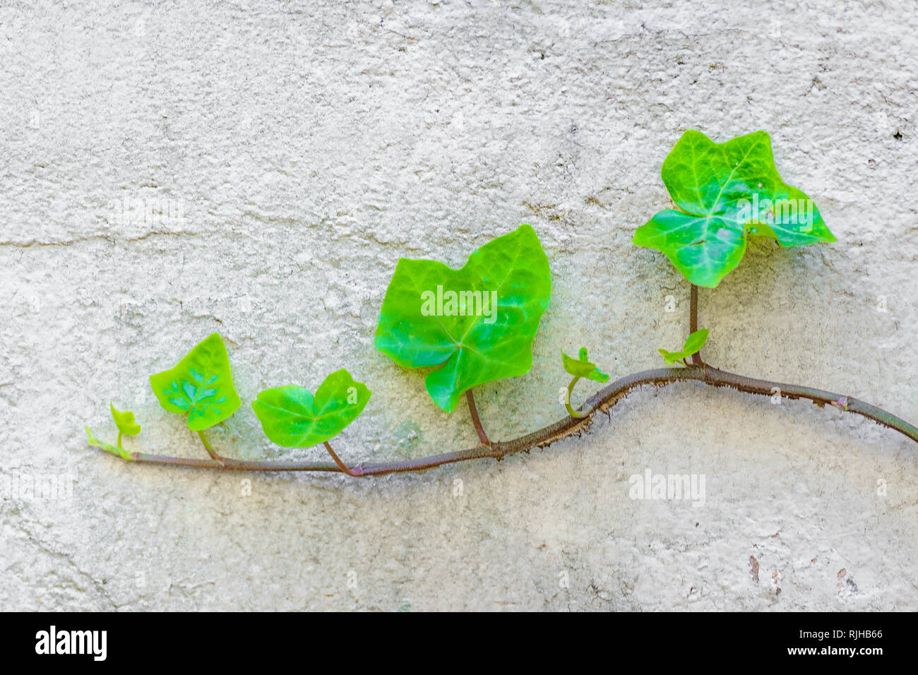 Creeper plant leaves and branch detail over white wall background Stock Photo