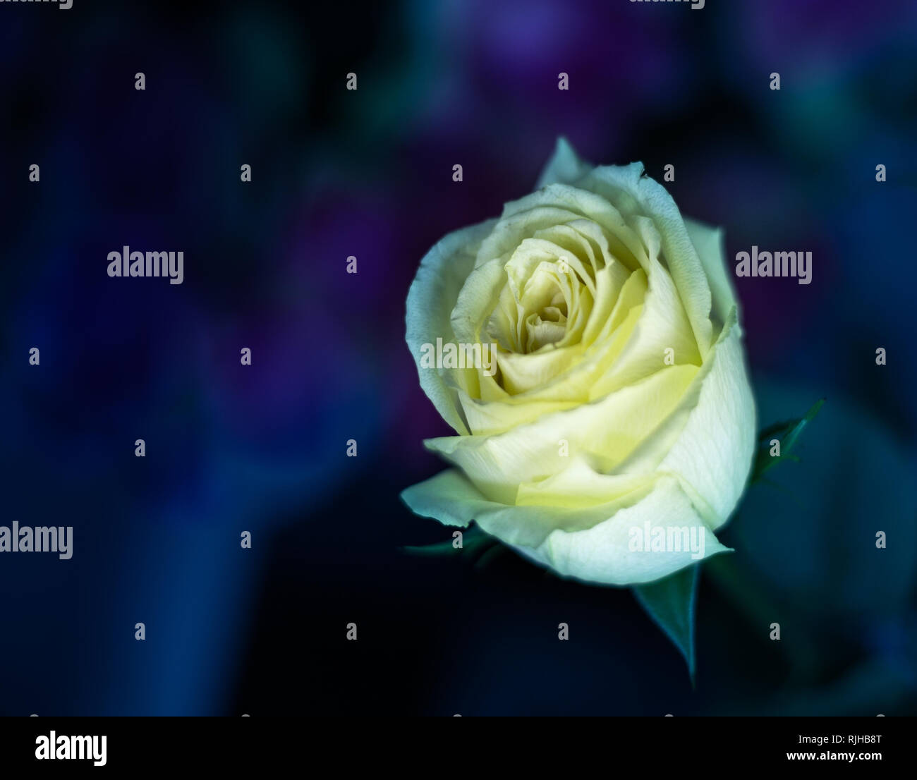 White rose flower with blue background, studio shoot Stock Photo - Alamy