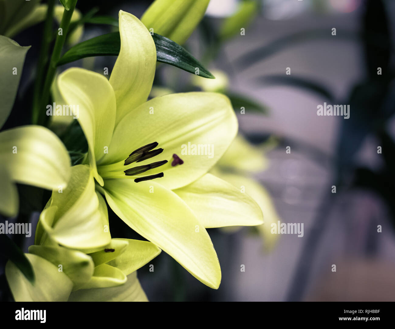 Green Lily flower, studio shoot Stock Photo Alamy