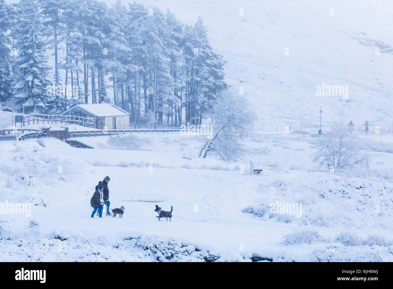 Couple playing with dogs in the snow on a cold winter day with snow and hoarfrost at Rannoch Moor, Glencoe, Scottish Highlands, Scotland UK in January Stock Photo