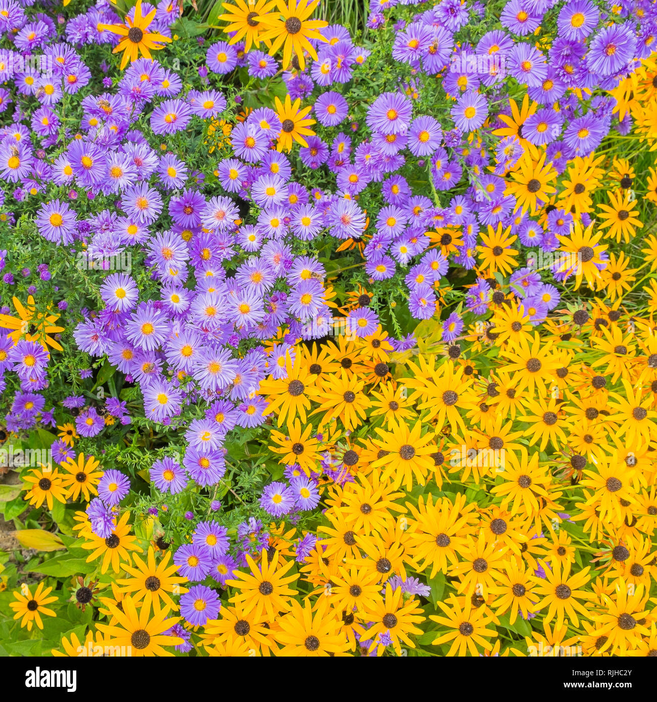 blue and yellow flowers, top view, baden-wuerttemberg, germany Stock Photo