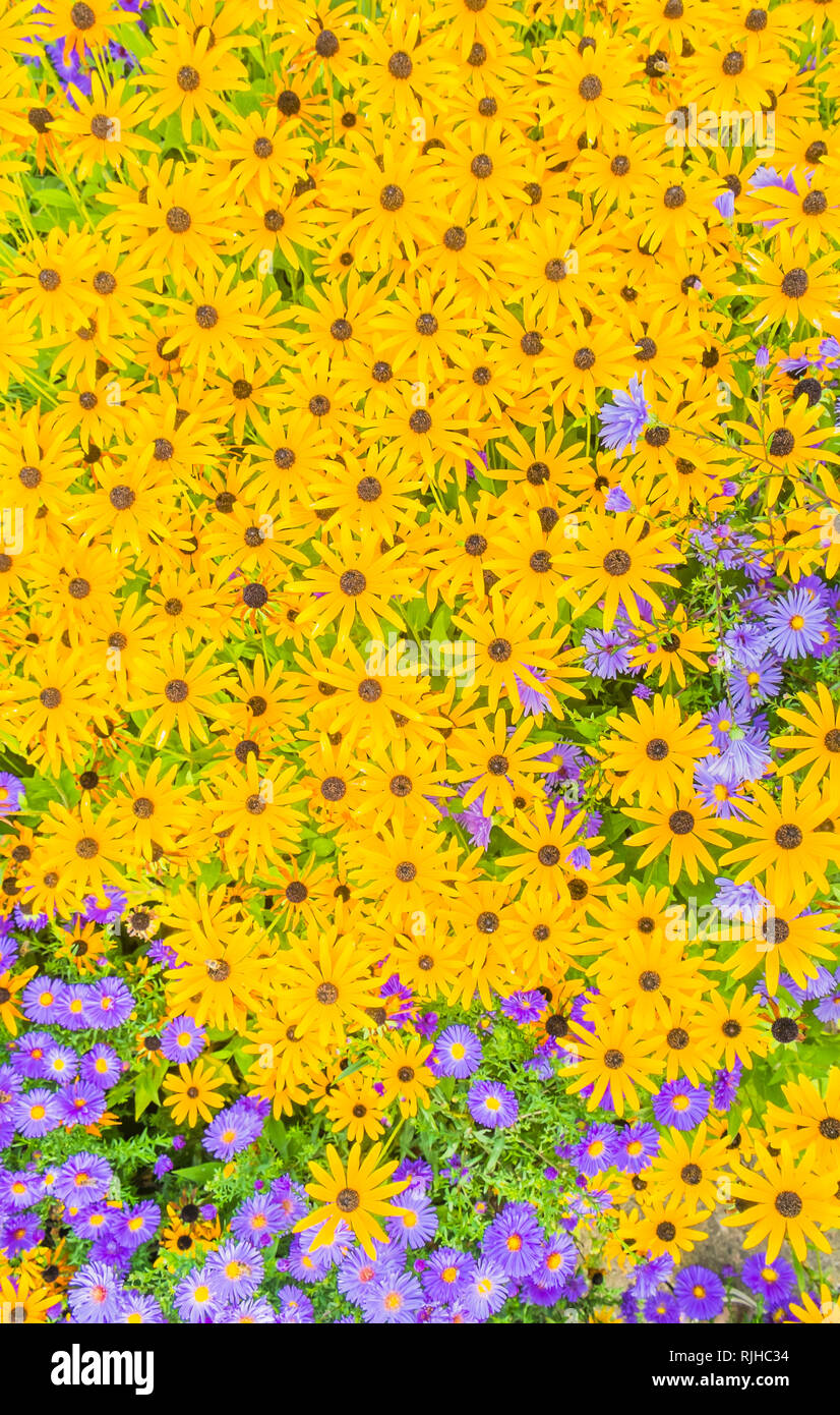 blue and yellow flowers, top view, baden-wuerttemberg, germany Stock Photo