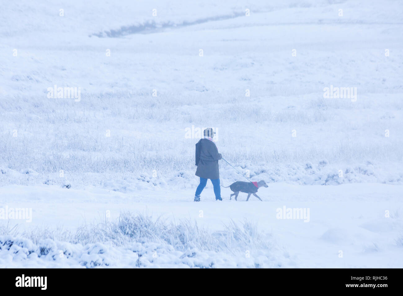 Woman walking dog in the snow on a cold winter day with snow and hoarfrost at Rannoch Moor, Glencoe, Scottish Highlands, Scotland UK in January Stock Photo