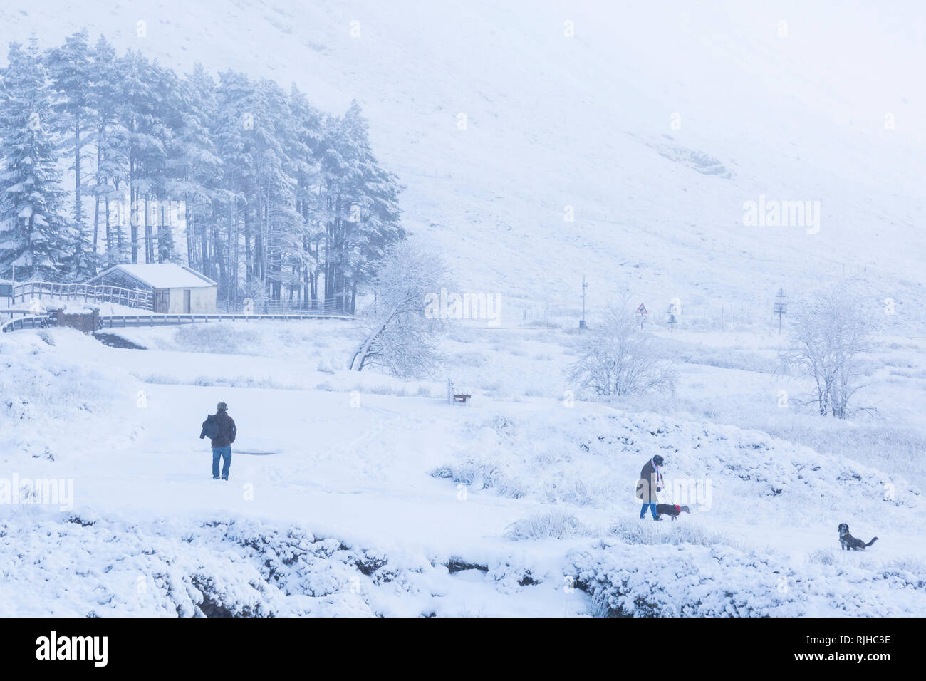 Woman walking dogs in the snow on a cold winter day with snow and hoarfrost at Rannoch Moor, Glencoe, Scottish Highlands, Scotland UK in January Stock Photo