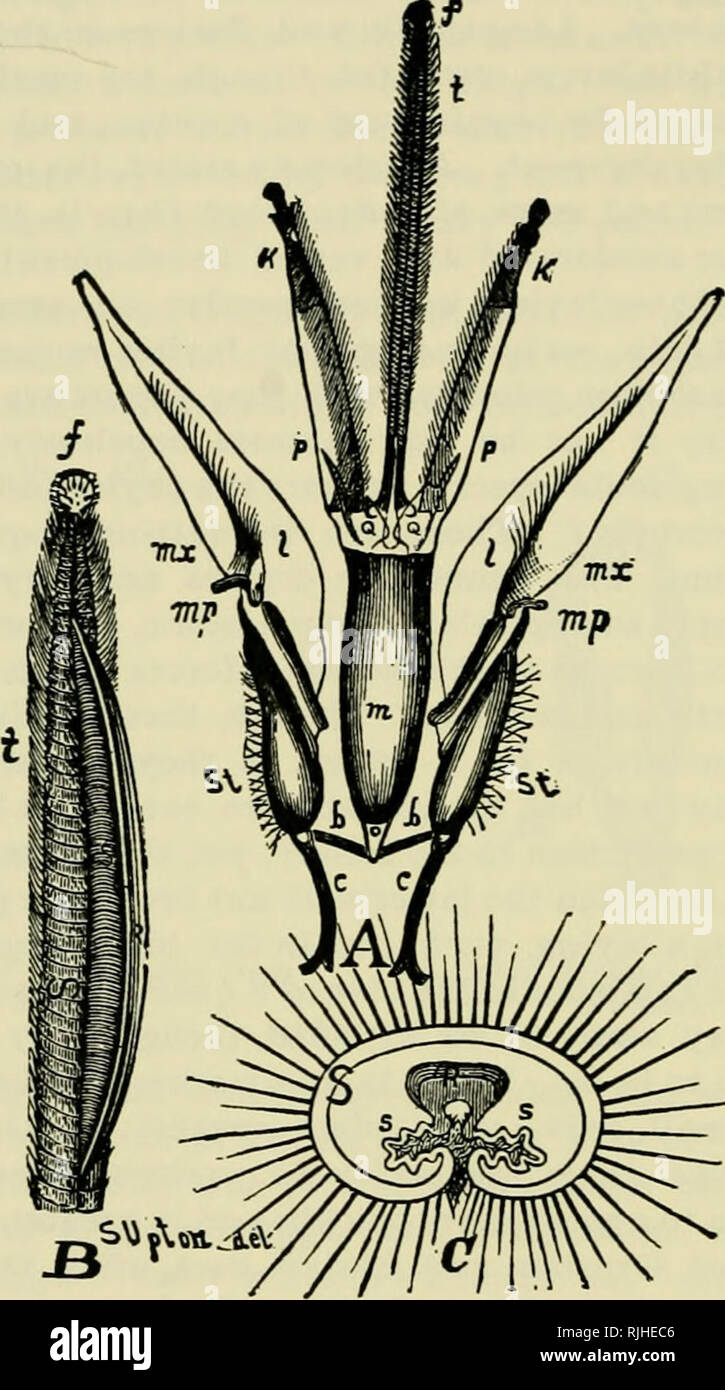 . The bee-keeper's guide : or, Manual of the apiary. Bees. 132 THE BEE-KEEPER S GUIDE; Fig. 54.. Tongue of Worker-Bee, rmich magnified.—Original. mx mx Maxillae. mp, mp Max. palpi. b b Lora. o Sub-mentum. c c Cardines. m Men turn. St, St Stipes. p, p, Paraglossse. I, I Laciniae. B Ligula, with sac « Colorless membrane. distended. S Sheath. A Maxillae and labium. C Cross-section oi It Tubular rod. ligula. (The above figure is drawn to the same scale as Fig. 27.) k k Labial palpi. t Tongue. /Funnel. iB Tubular rod. s s Colorless membrane. f Funnel.. Please note that these images are extracted fr Stock Photo