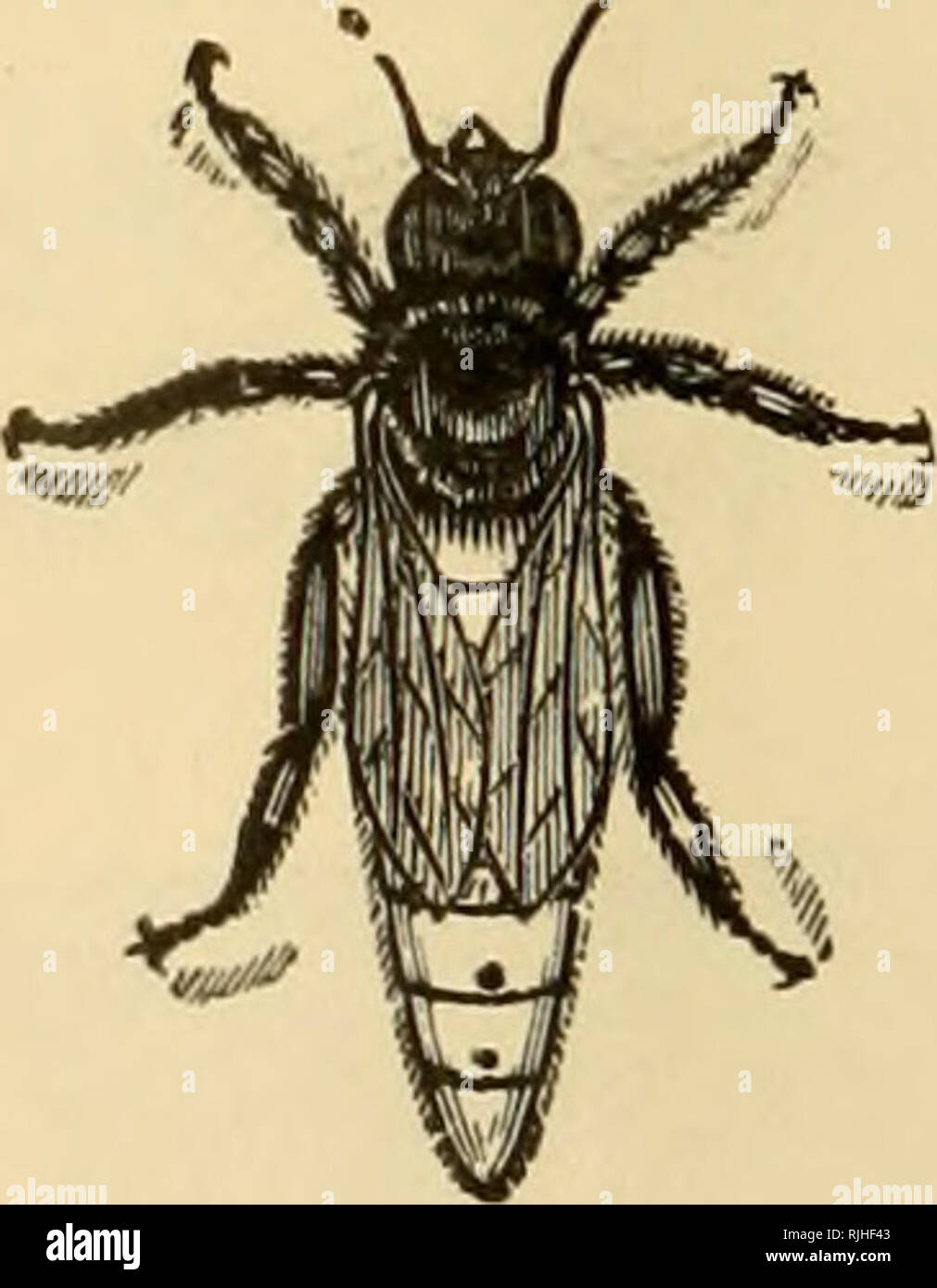 The Bee Keepers Review Bee Culture 260 The Bee Keepers Review M M M M M Get Shipping Quot Cases You Can Do It Now Won T Be Able To Do It Maj Be When You Ll