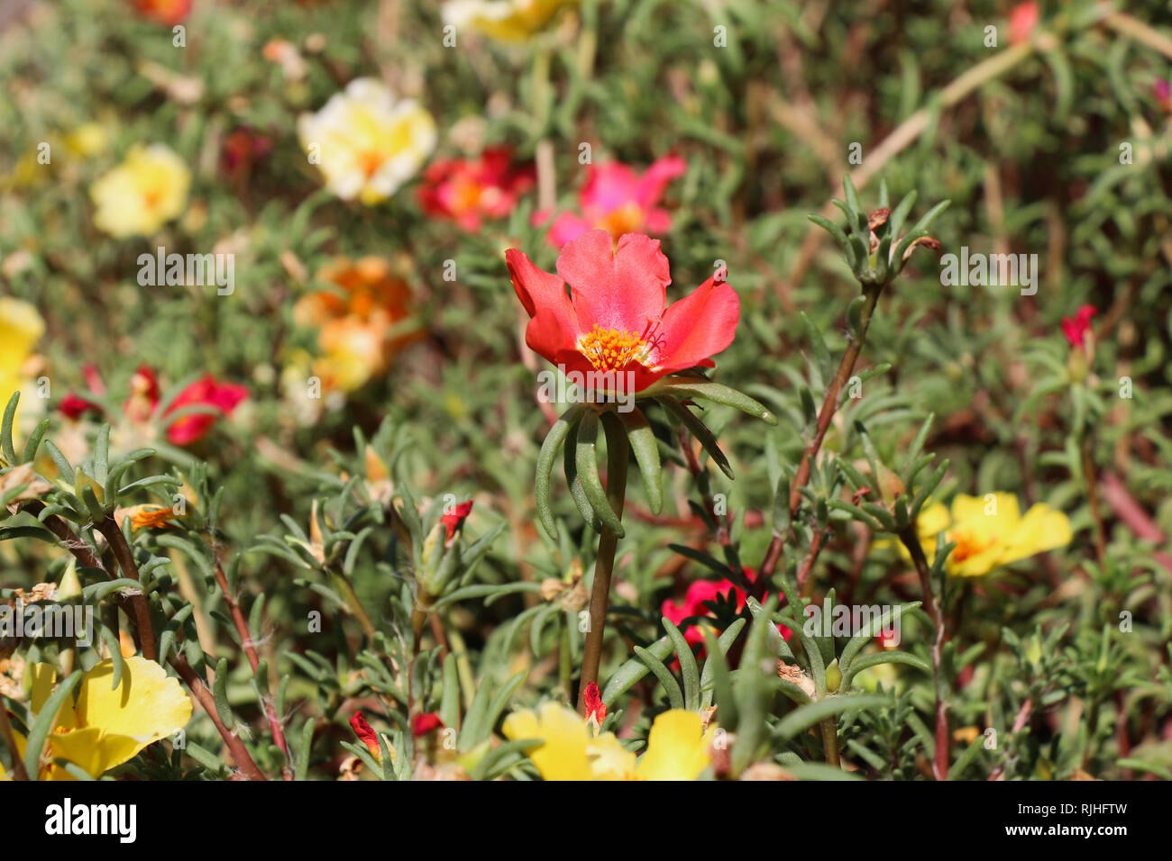 Beautiful Moss Rose flowers in nature background Stock Photo