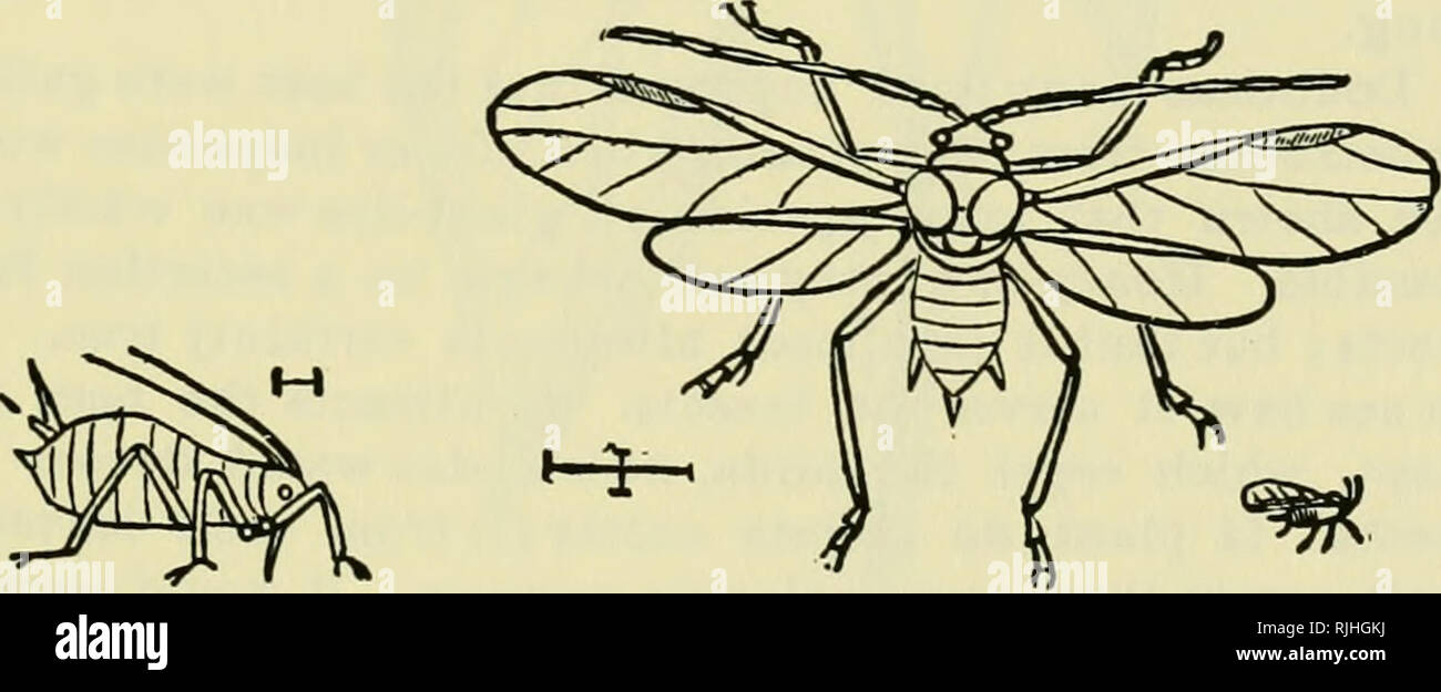 . The bee-keeper's guide : or, Manual of the apiary. Bees. Female. Male. Sycamore Plant-Louse, much enlarged.—Origijial. Fig. 198.. Female. Male. Apple-Tree Aphis, much maguifled.—Original. wholesome to the bees. The larch-louse, Lachnus laricis, secretes a liquid that is greedily taken by the bees. The honey is very excellent. Another of the aphides, of a black hue, works on the. Please note that these images are extracted from scanned page images that may have been digitally enhanced for readability - coloration and appearance of these illustrations may not perfectly resemble the original wo Stock Photo