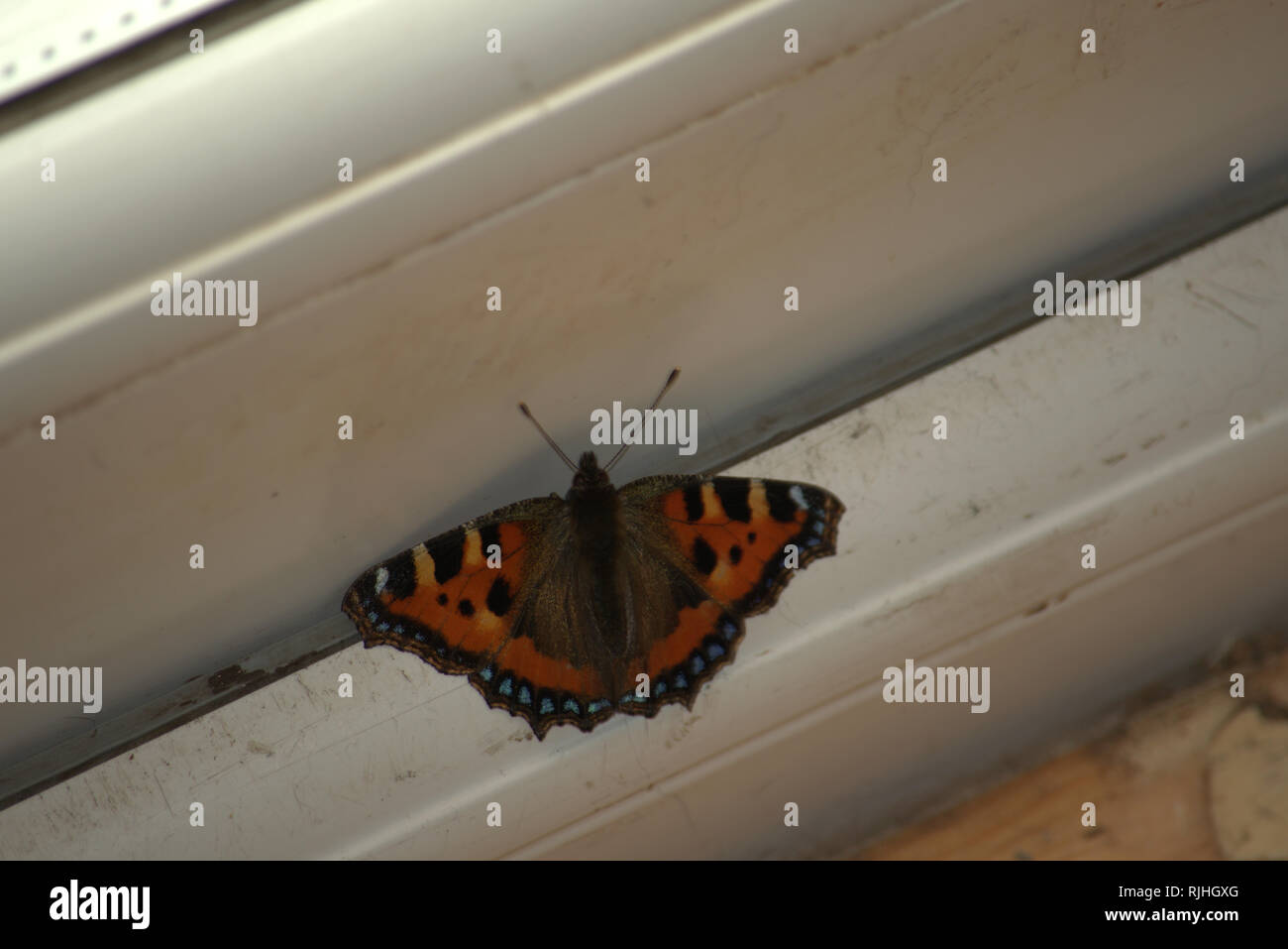 Small tortoiseshell butterfly indoors Stock Photo