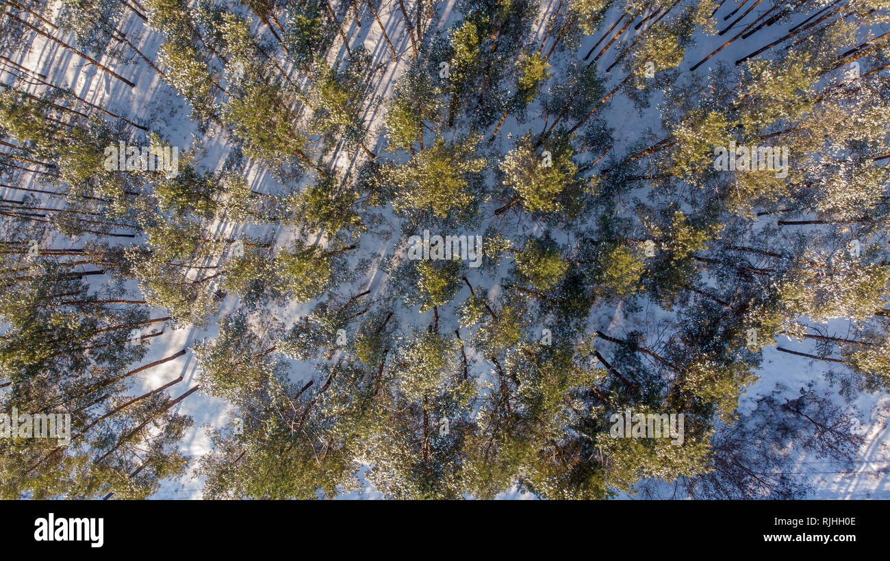 Aerial view of the pine forest in winter Stock Photo - Alamy