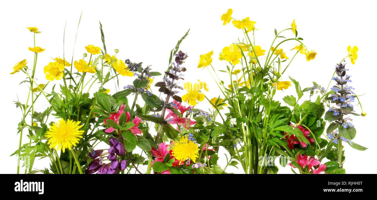 Spring Flowers Panorama on white Background Stock Photo