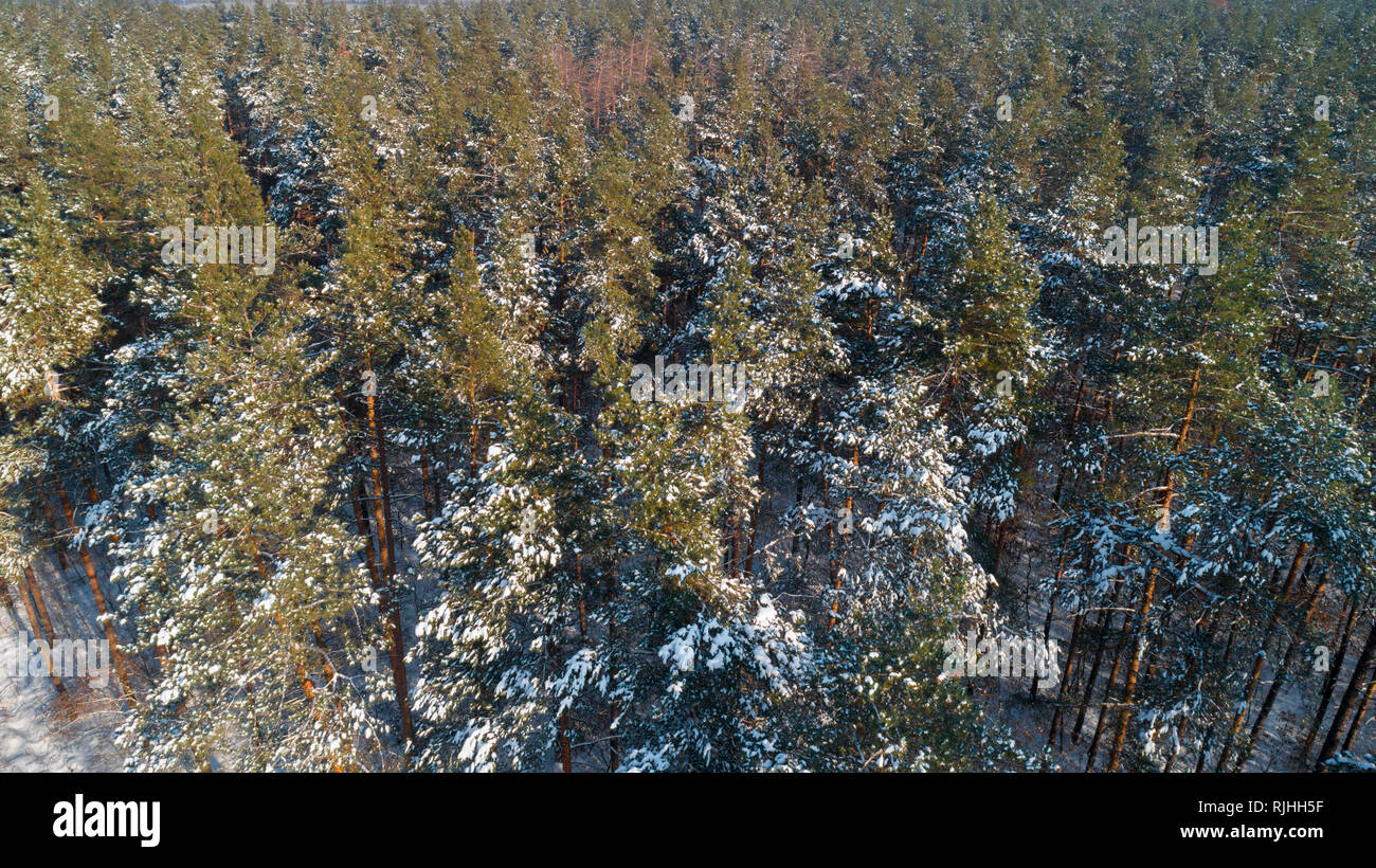 Aerial view of the pine forest in winter Stock Photo - Alamy