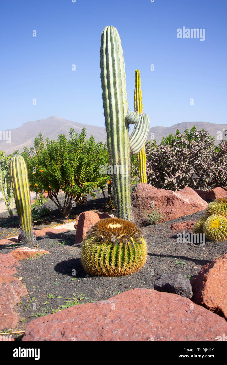 Cactus plants at Playa Blanca in Lanzarote, Canary Islands Stock Photo -  Alamy