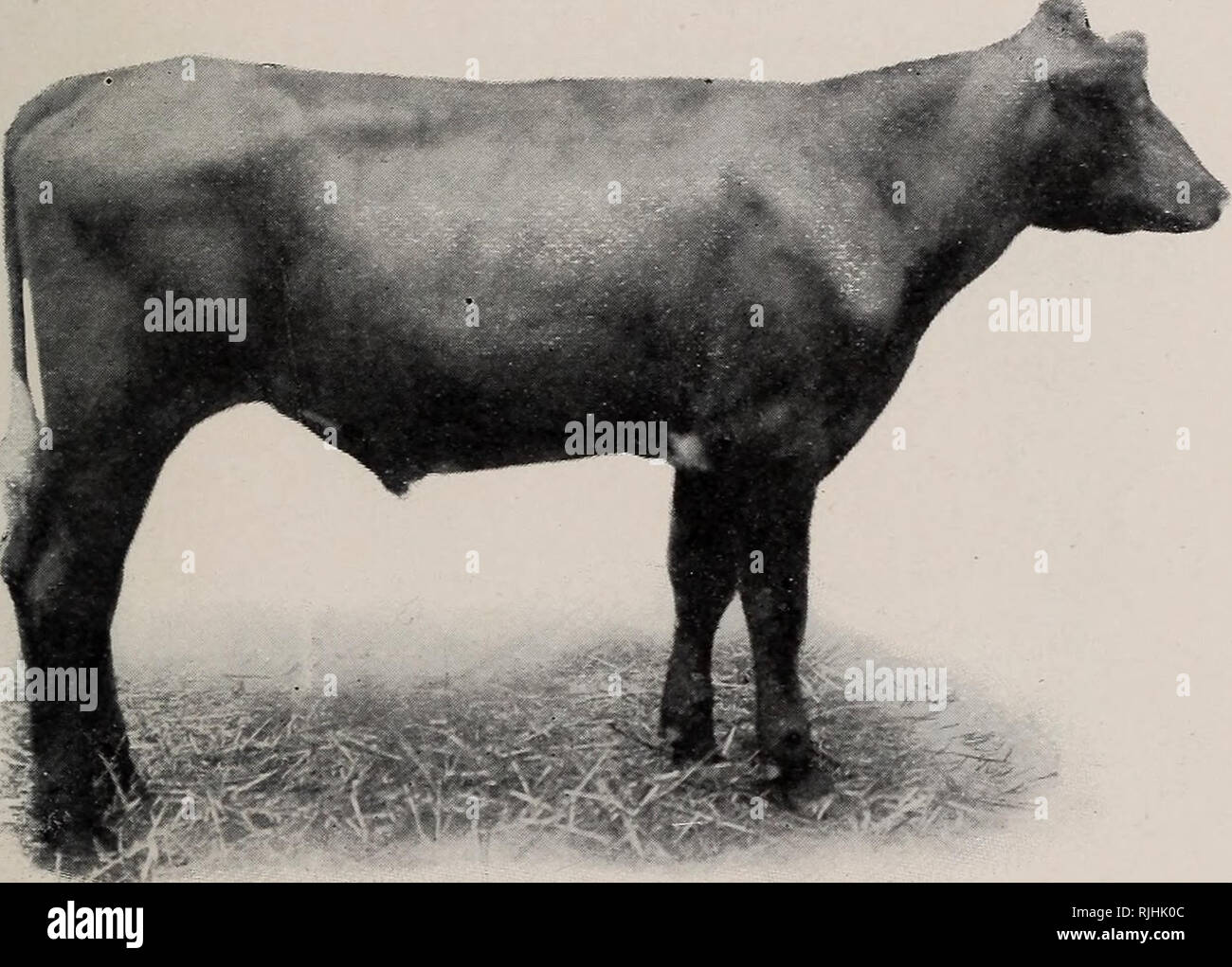 Beef Production Cattle Medium Feeders 27 Somewhat Lacking In The