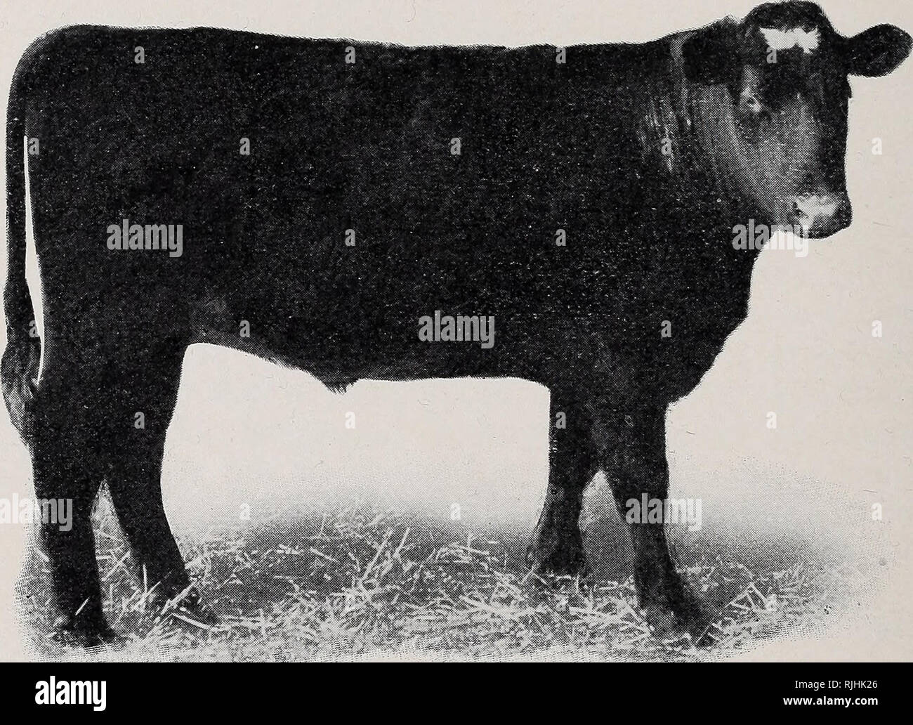 Beef Production Cattle 22 Beef Production Choice Feeders Steers