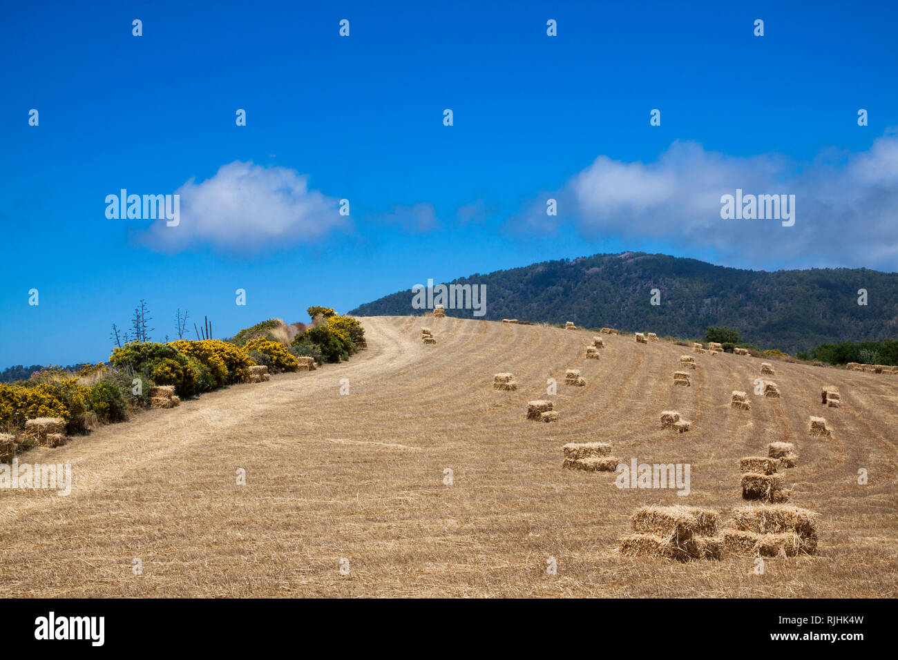 Landscape of packed grass in Gran Canaria, Spain - Stock Image