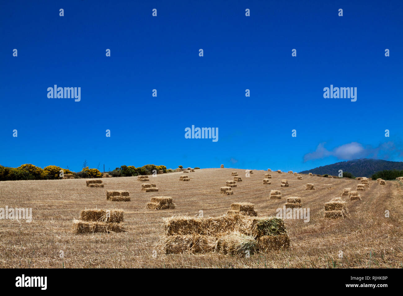 Landscape of packed grass in Gran Canaria, Spain - Stock Image