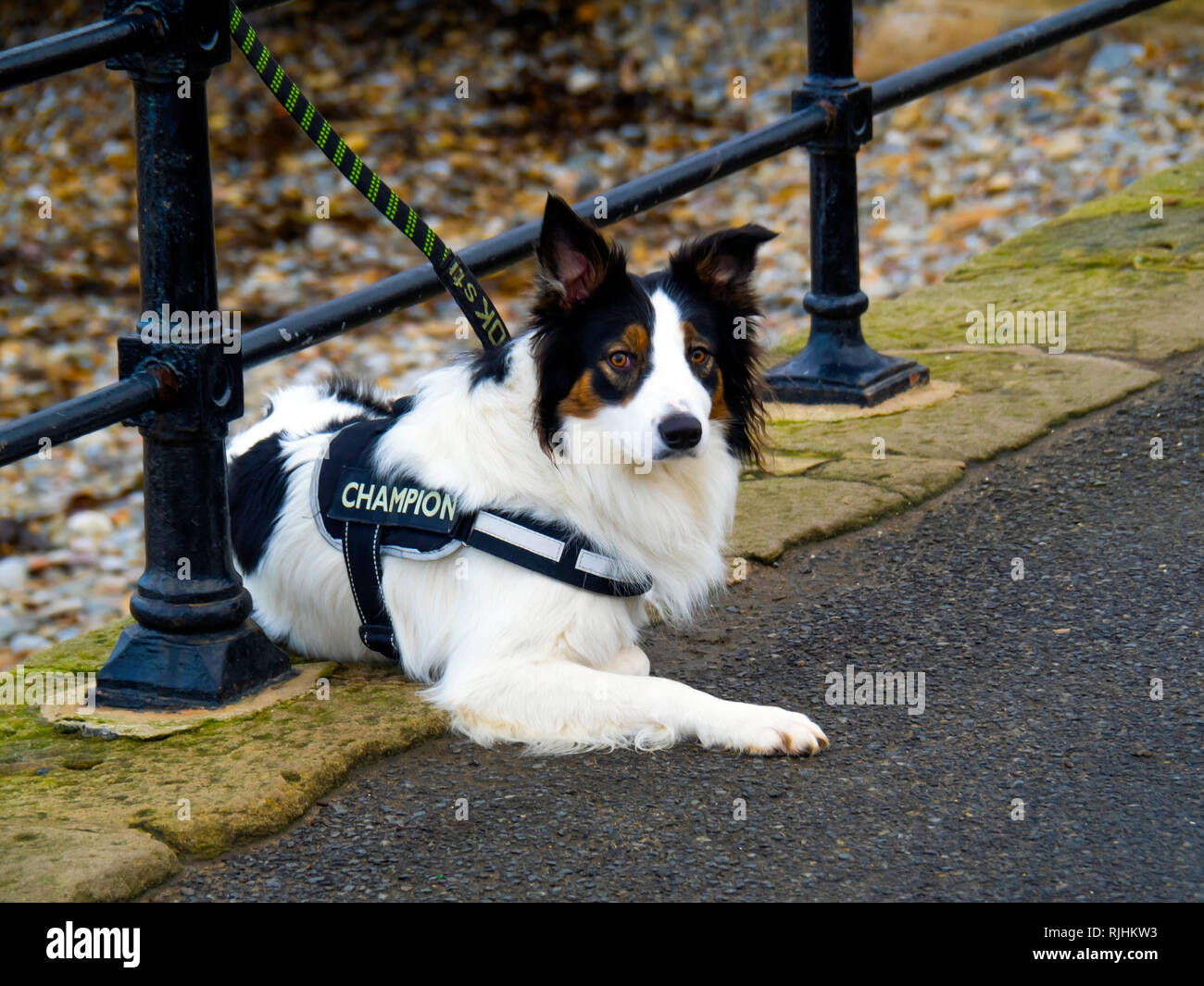 An attractive black and and white collie dog tied to a rail by the sea side his coat carries the word Champion Stock Photo